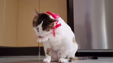 Funny Cat videos try not to laugh