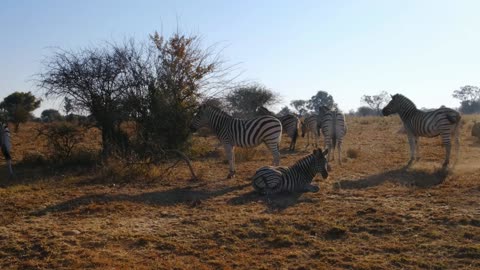 A group of zebras are taking a nap