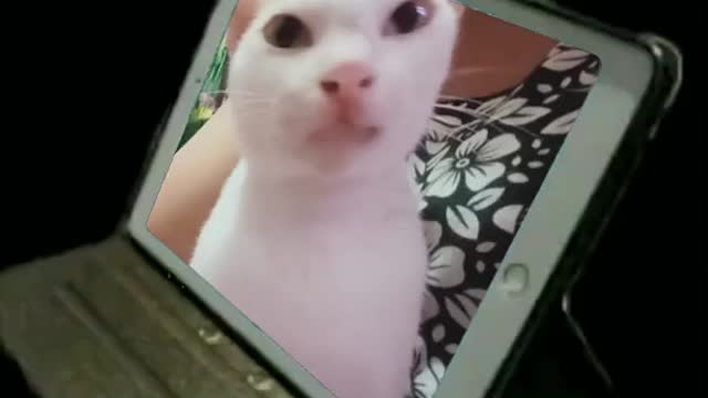 Cat watches wildlife documentary, tries to catch bird on screen