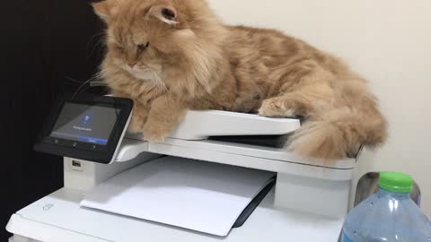 Cat Vs Printer (Working from Home Edition)