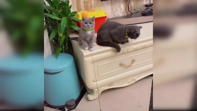 Baby Cats Cute Videos Compilations Part 6