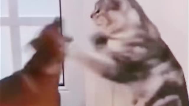 Boxing Cat and Dog