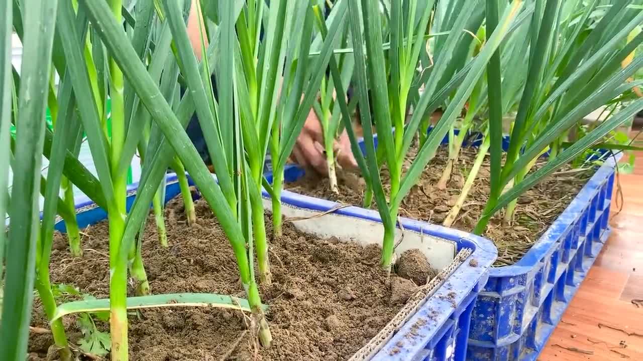 How to Grow Garlic and Harvest Bulbs at Home