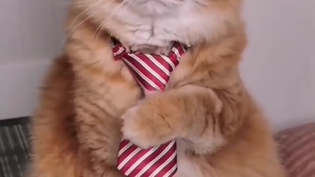 Cat wearing a Tie