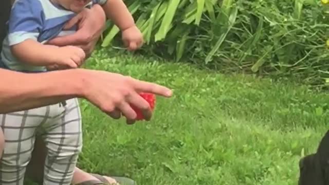 Toddler finds large dog absolutely hilarious