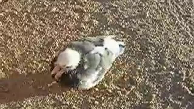 18 day old baby Pigeons take a walk.