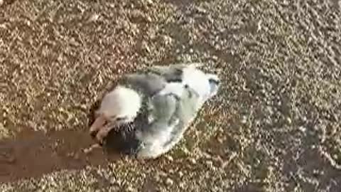 18 day old baby Pigeons take a walk.