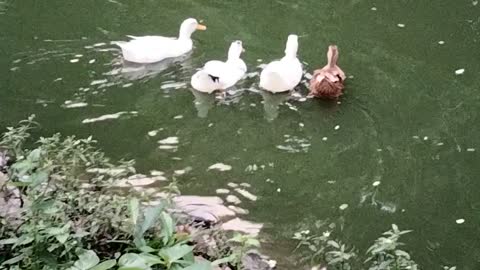 Ducks Swimming Video By Kingdom Of Awais