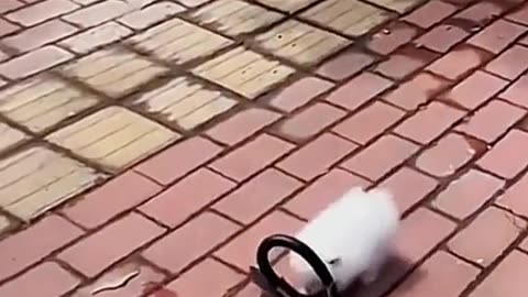 Funny cats 😂😂