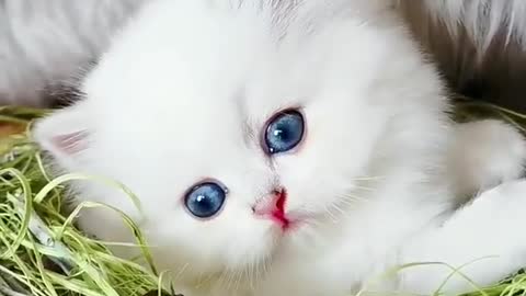 Cute cat videos #funnycats #cuteness_overloaded #catlover