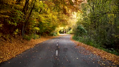 autumn leaves holland