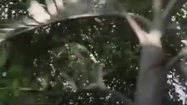 Try not to laugh
