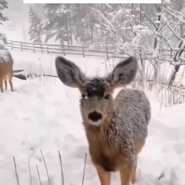 Saving A Poor Baby deer ❤️❤️❤️