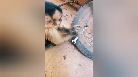 Funny Monkey mechanic monkey video hhhh