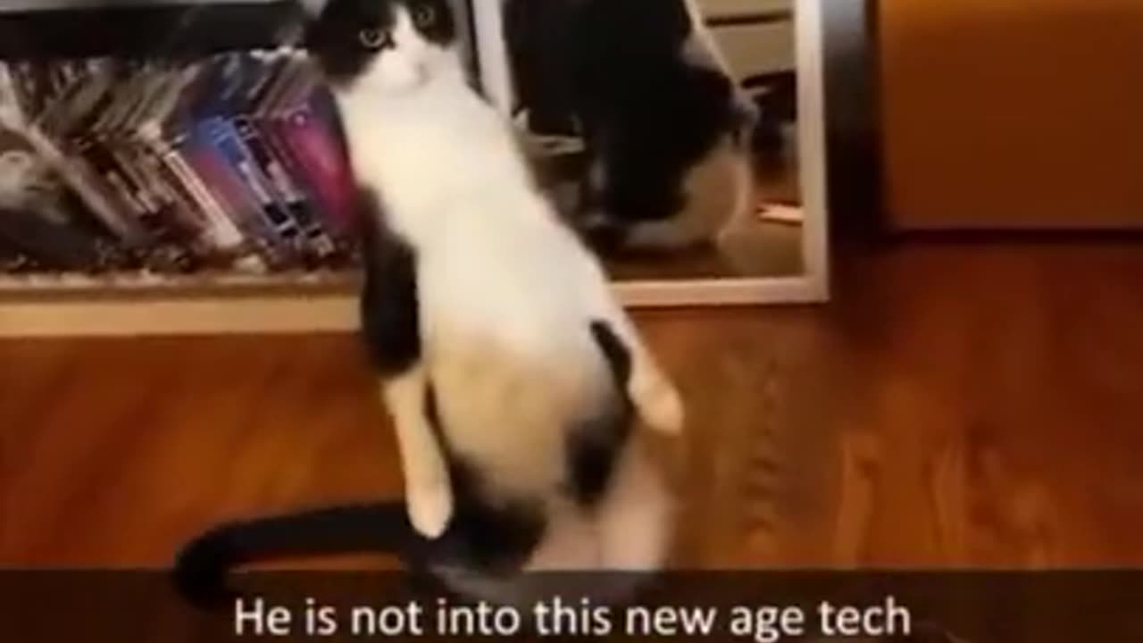 Funny And Cute Animals Short #122