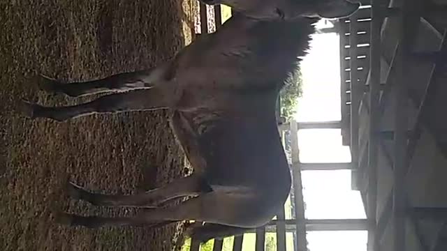 Mula recém desmamada no curral