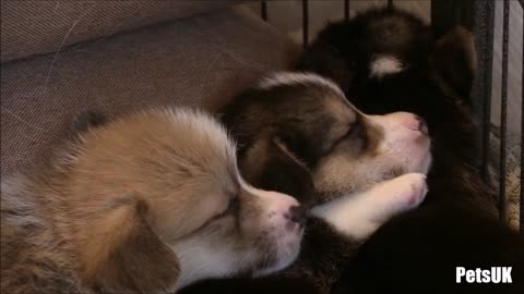 Sleeping Corgi Puppies