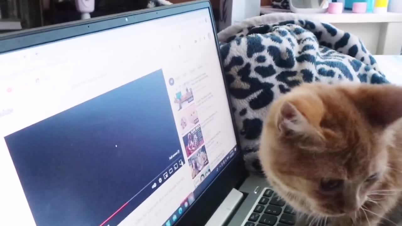 funny cat reaction