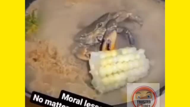 Crap under fire eating corn