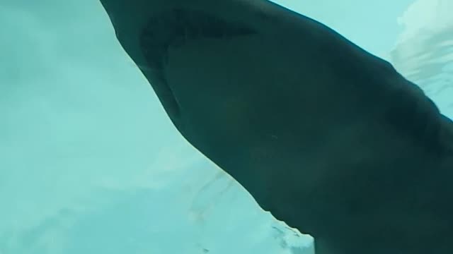 Ripley Aquarium 2022