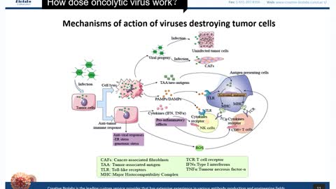 Oncolytic Virotherapy Basic Knowledge Review