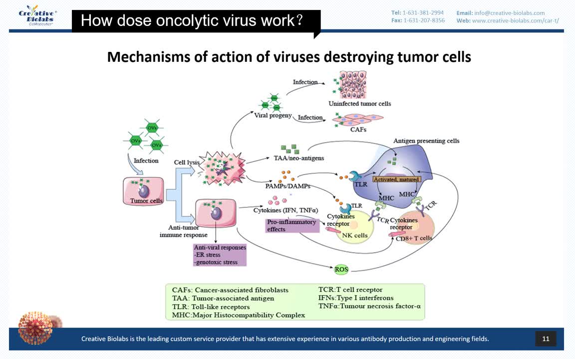 Oncolytic Virotherapy Basic Knowledge Review