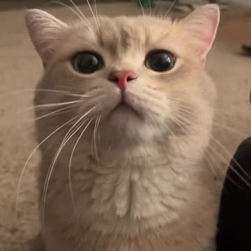 if a cat got disappointed enough, it’ll leave just like a human will do