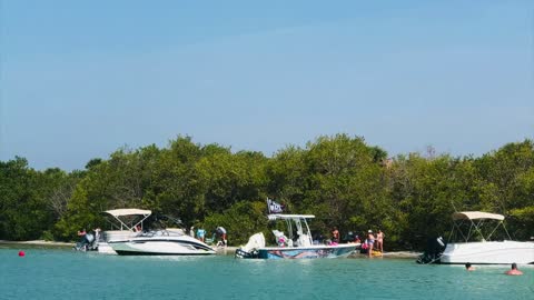 Boating with dolphins