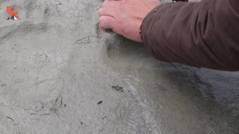 Bald Eagle Adventure