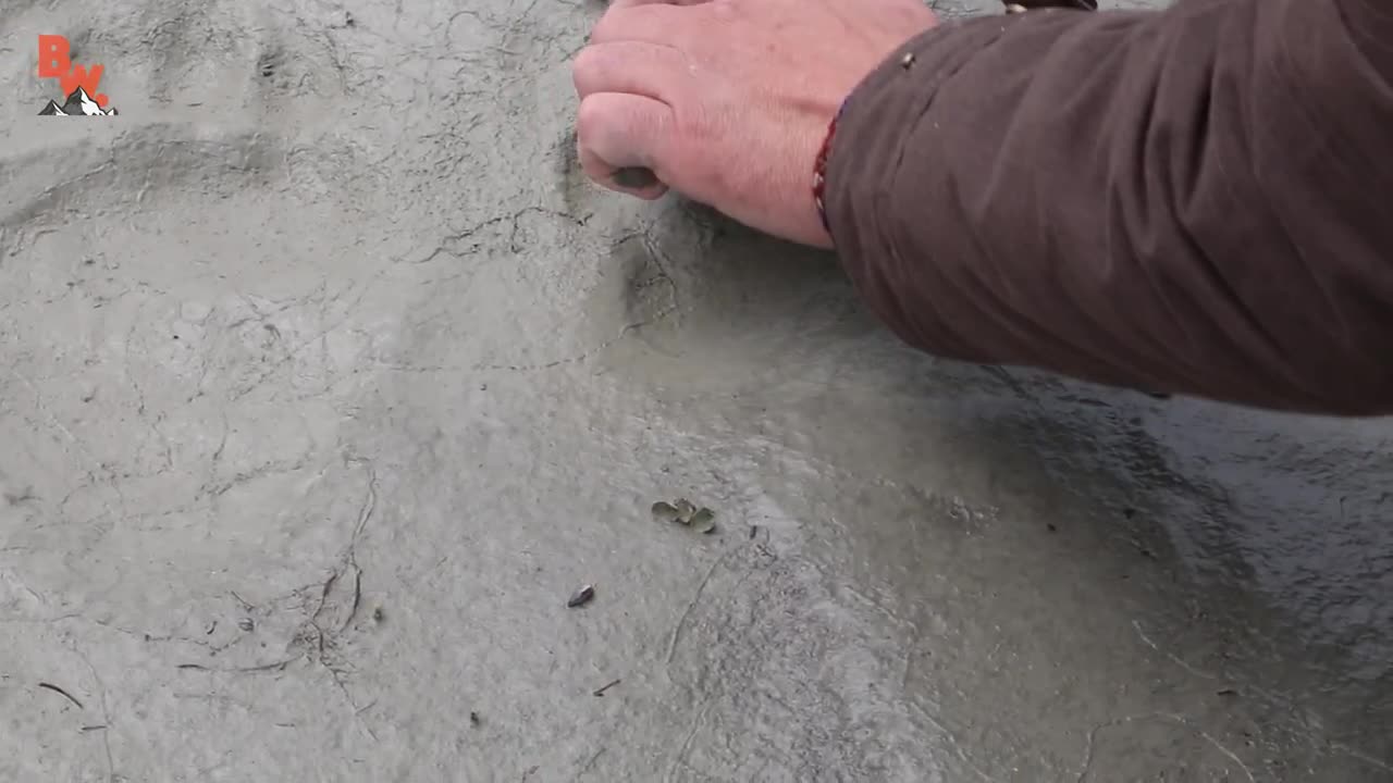 Bald Eagle Adventure