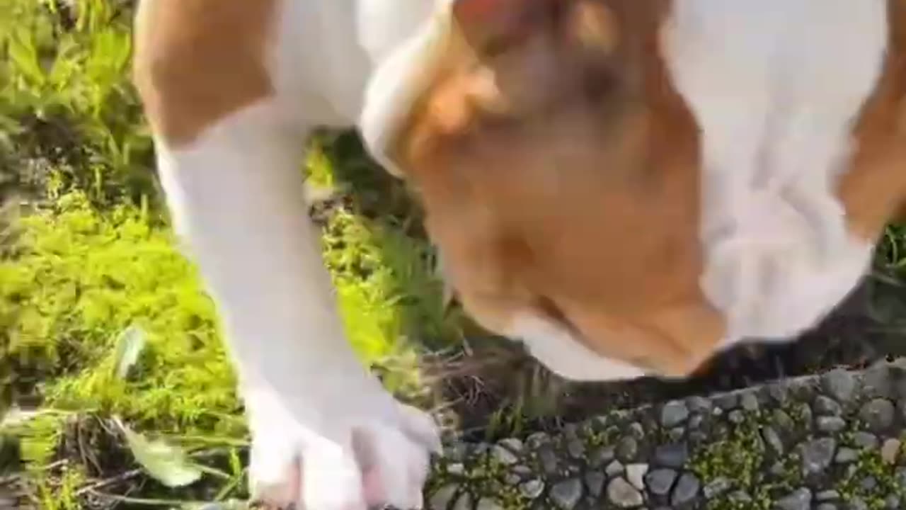 funny shorts