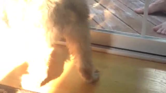 Puppy chasing broom along gate
