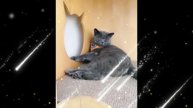 Having a cat is playing