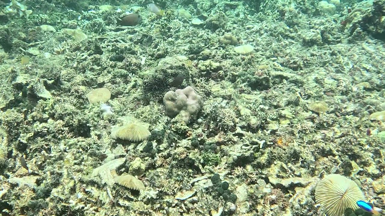 Snorkeling in the Shallows: A Peek into Paradise 🌊🐠