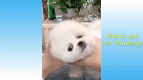 Adorable White Puppy