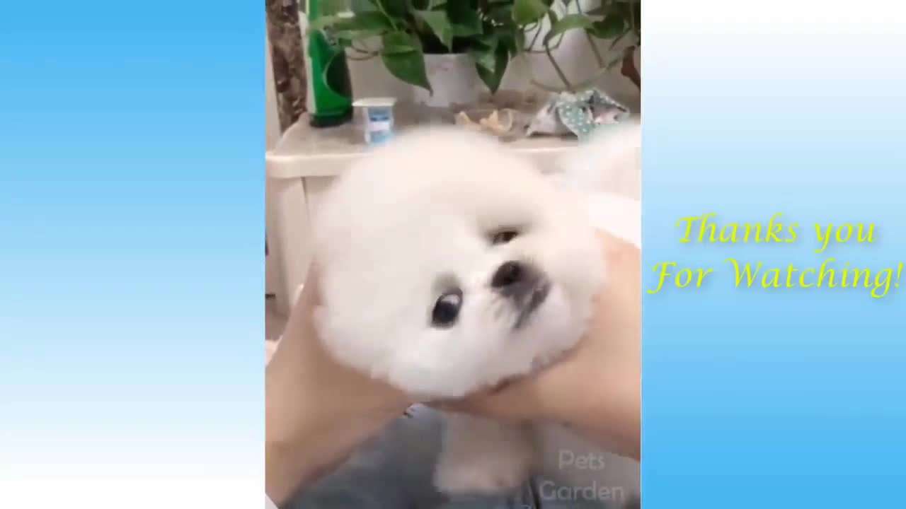 Adorable White Puppy