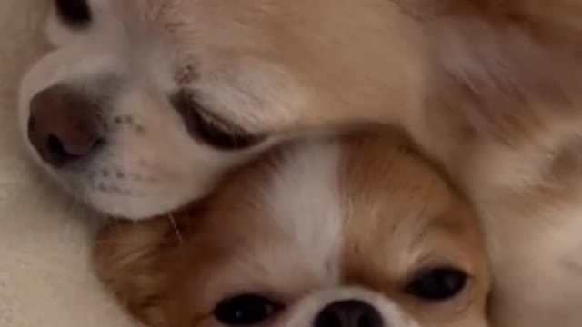 Loving you | Cute dogs| Love affair | Cuddles