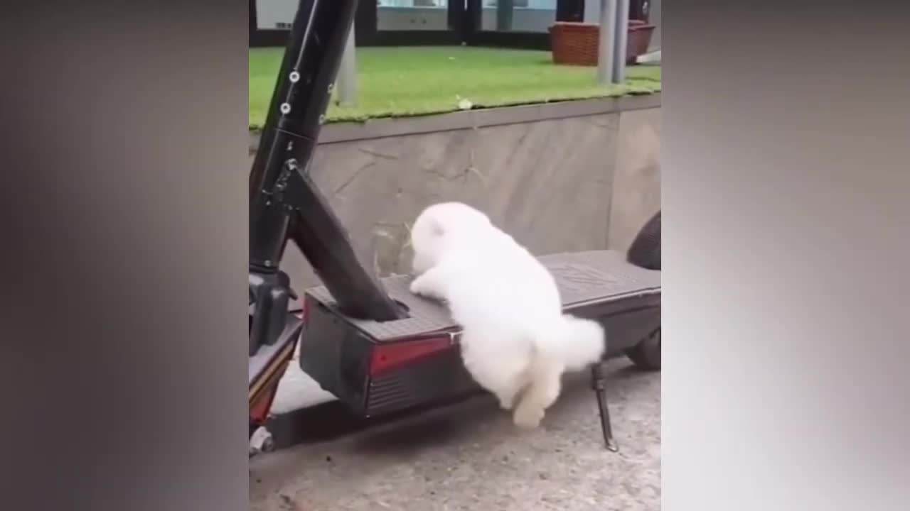 Baby Cats - Cute and Funny Cat Videos Compilation - 27 _ CuTe_AniMaLs