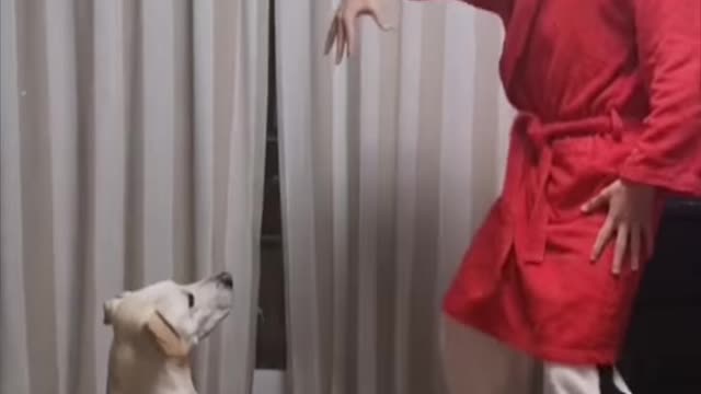 Unbelievable!!! Funny Dog Videos Try Not To Laugh 🦴🐕🐶✔️6