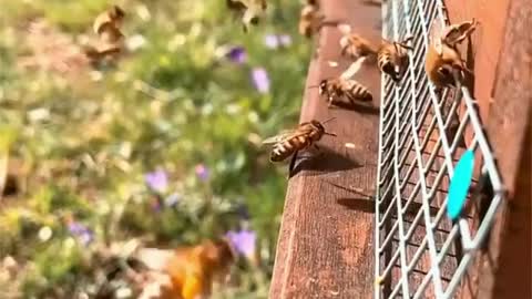 Contemplating nature with the beautiful work of bees