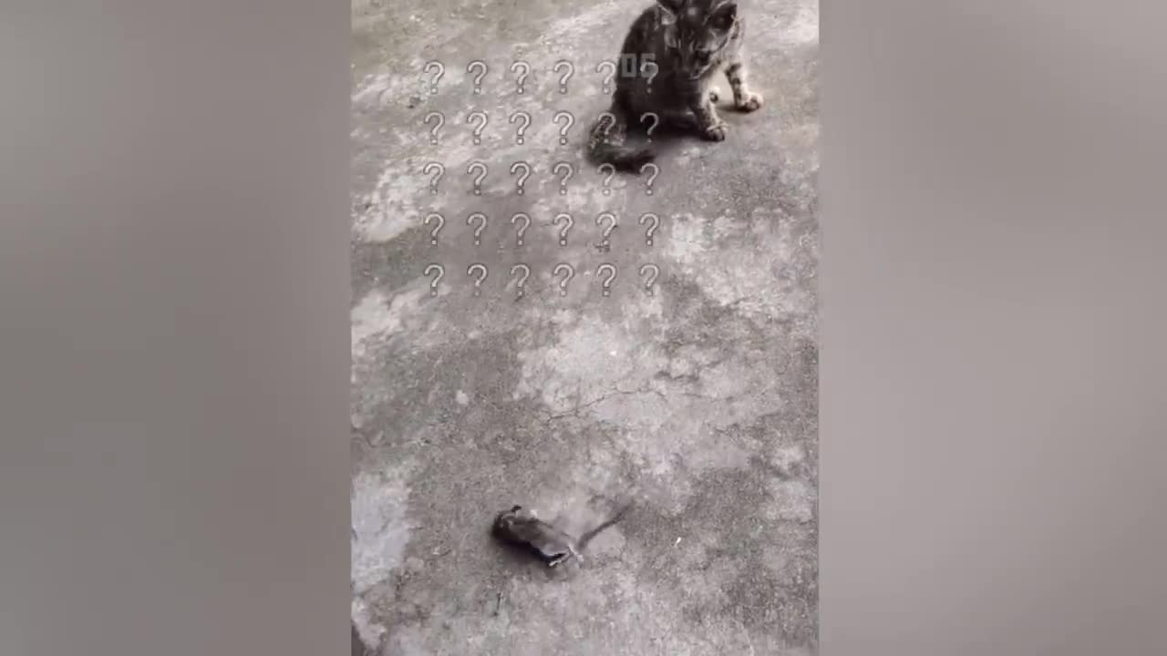 πΆπ± crazy Cat And Dog Videos - Try Not To Laugh π€£π€£ | Super Dog