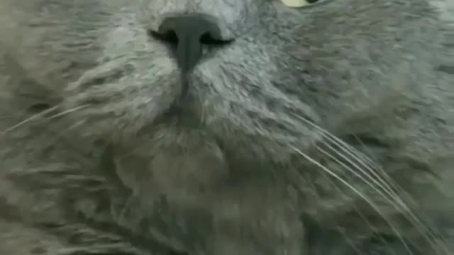 Cute cat 🐱 fight with me