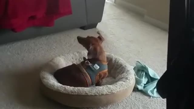 Smart dog wraps himself in blanket and goes to sleep.🥰 🥰