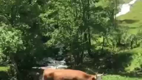 Cow enjoying the nature