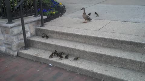 Ducklings vs. Stairs