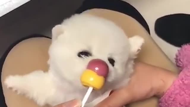 cute dog | Dog free lifestyle | cutepuppy