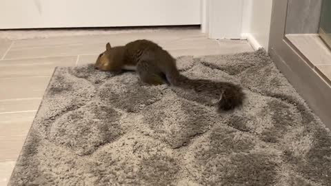 cute pet squirrel