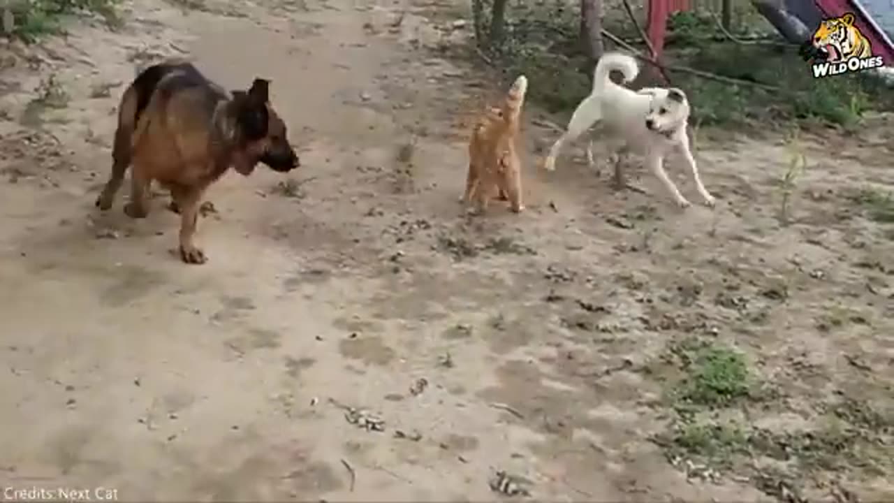 The Bravest Cat Caught on Camera Defeating Dogs