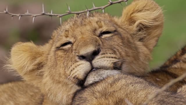 Sleeping Baby Lion