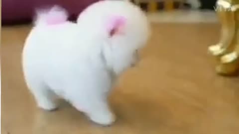 Cute dogs
